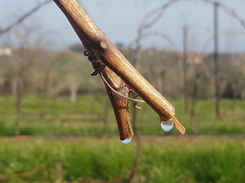 Vigneti della tenuta